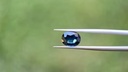 Australian Sapphire 10.2x8.2mm Oval Blue