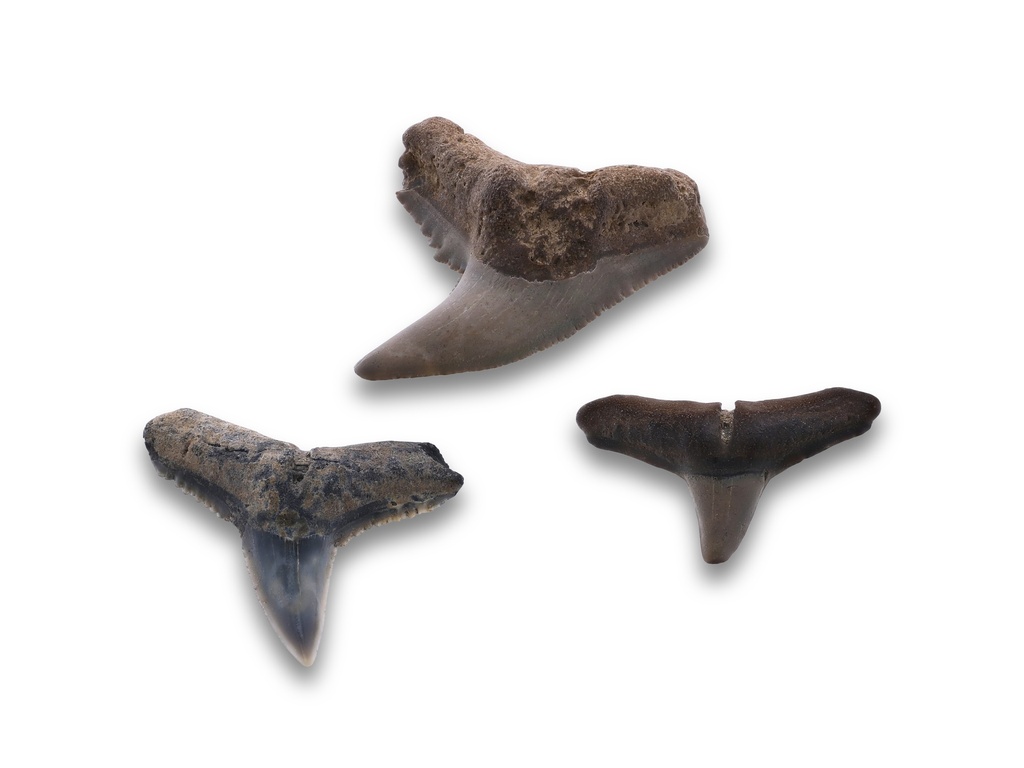 [FJ3002] Small Fossilised Shark Teeth