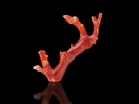 Aka Japanese Coral 64mm Branch