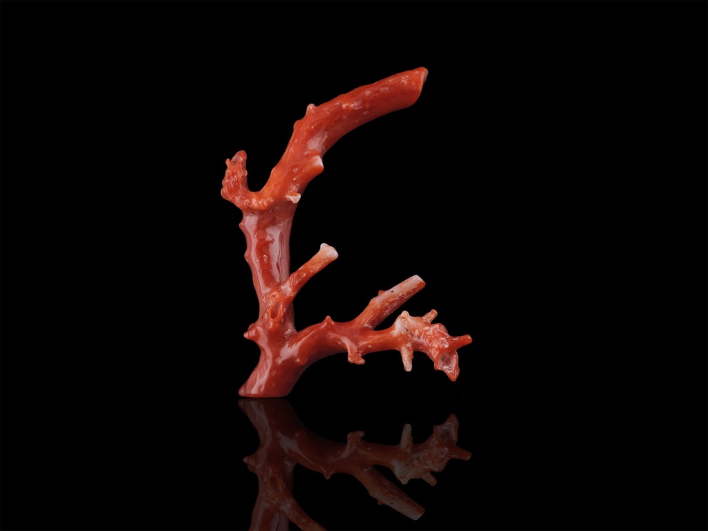 Aka Japanese Coral 53mm Branch