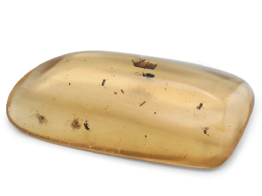 [AMBX3001] Colombian Copal Amber 100x50x80x50mm with Insects